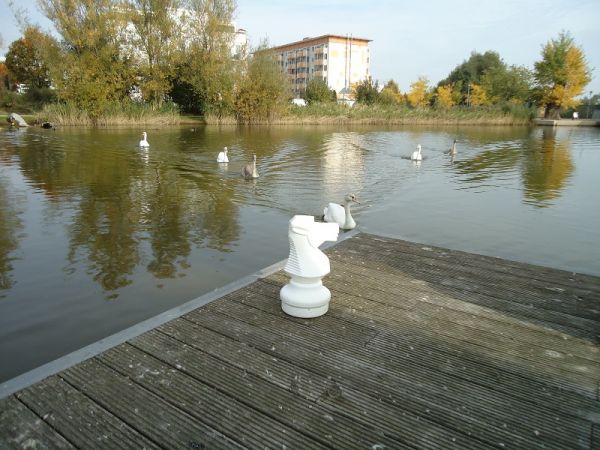 Bürgerpark17-Springer mit Schwan